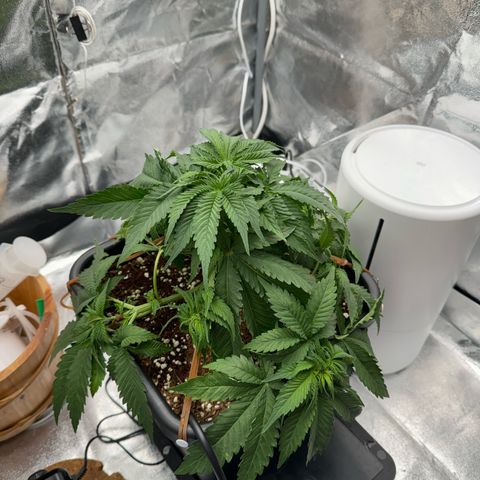Special Kush #1 RQS growlog photo: 32