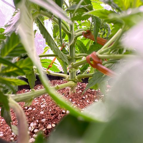 Special Kush #1 RQS growlog photo: 32