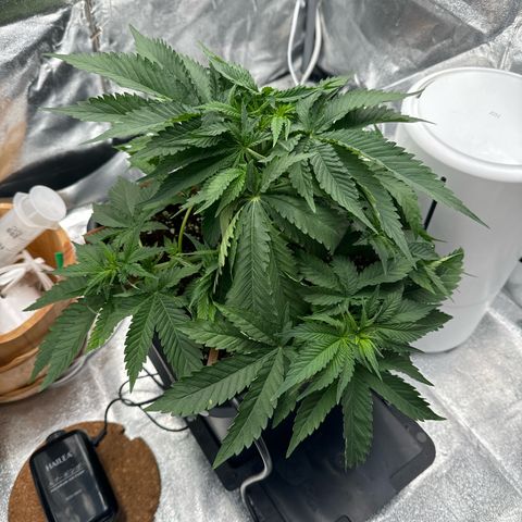 Special Kush #1 RQS growlog photo: 33