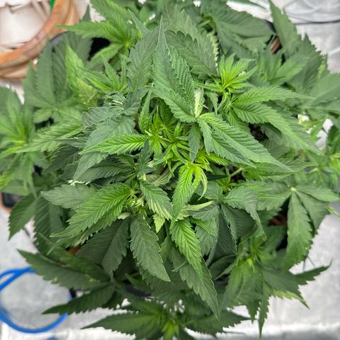 Special Kush #1 RQS growlog timeline photo