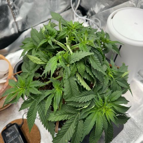 Special Kush #1 RQS growlog photo: 34