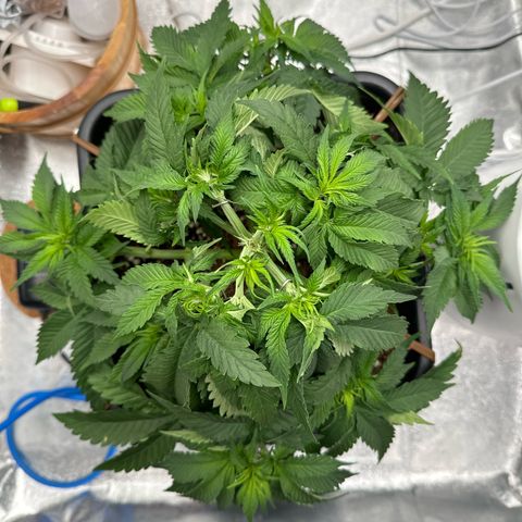 Special Kush #1 RQS growlog timeline photo