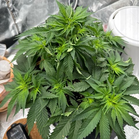 Special Kush #1 RQS growlog photo: 36