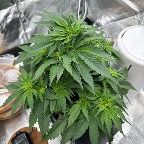Special Kush #1 RQS growlog photo: 37