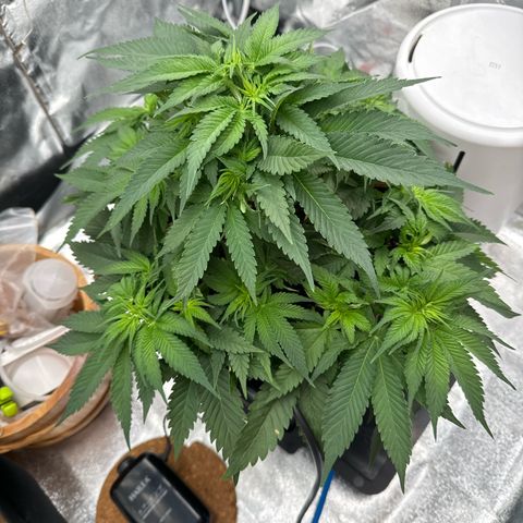 Special Kush #1 RQS growlog photo: 38