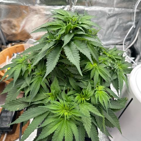 Special Kush #1 RQS growlog photo: 38
