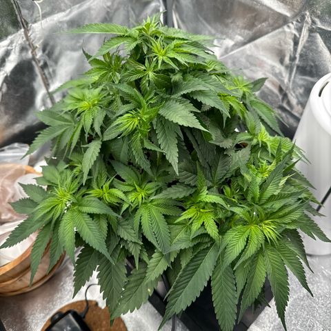 Special Kush #1 RQS growlog photo: 39