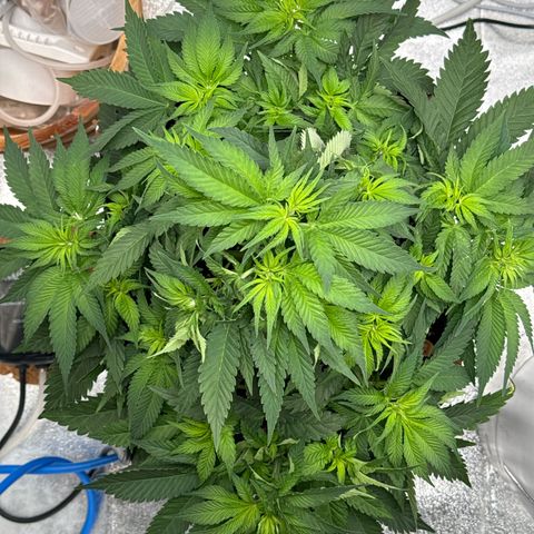 Special Kush #1 RQS growlog photo: 39