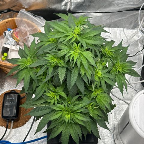 Special Kush #1 RQS growlog photo: 40