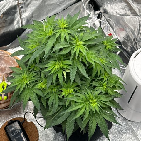 Special Kush #1 RQS growlog photo: 41