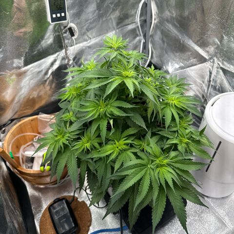 Special Kush #1 RQS growlog photo: 42