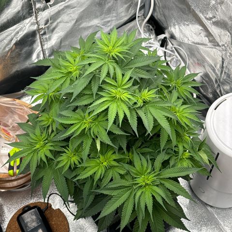 Special Kush #1 RQS growlog photo: 43