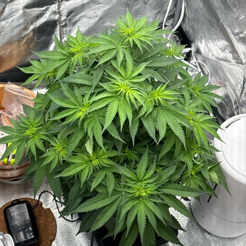 Special Kush #1 RQS growlog photo: 44