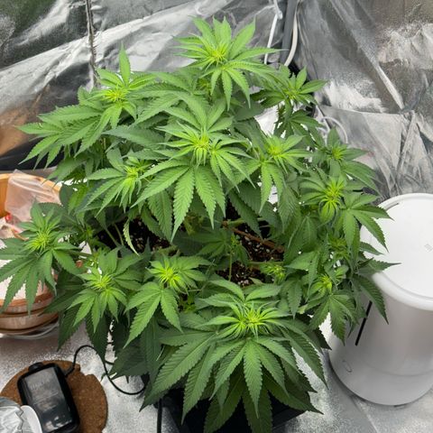 Special Kush #1 RQS growlog photo: 45