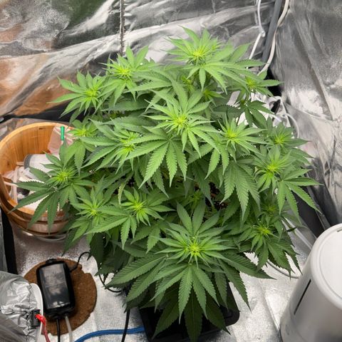 Special Kush #1 RQS growlog photo: 46