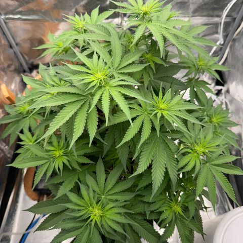 Special Kush #1 RQS growlog timeline photo