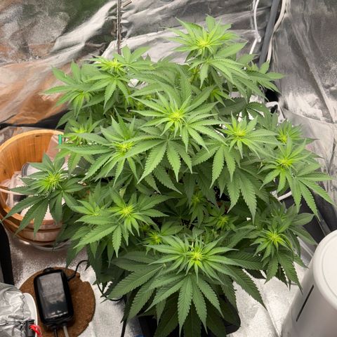 Special Kush #1 RQS growlog photo: 47