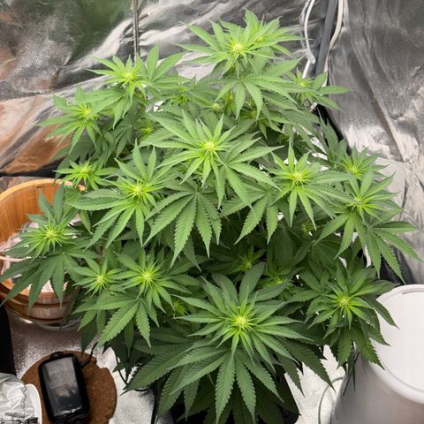 Special Kush #1 RQS growlog photo: 47