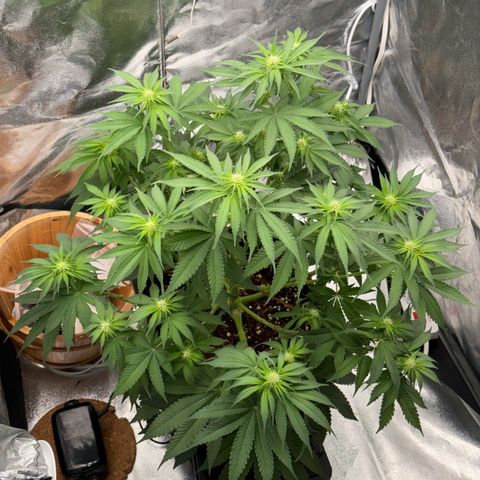 Special Kush #1 RQS growlog photo: 48
