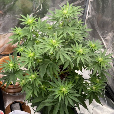 Special Kush #1 RQS growlog photo: 49