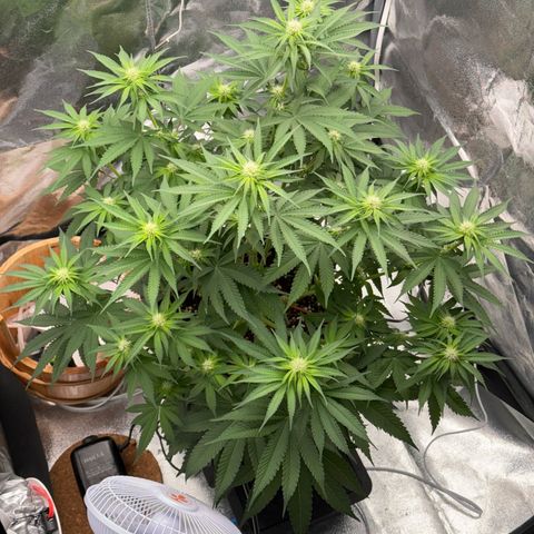 Special Kush #1 RQS growlog photo: 51