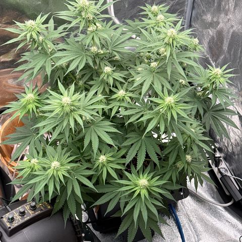 Special Kush #1 RQS growlog photo: 54