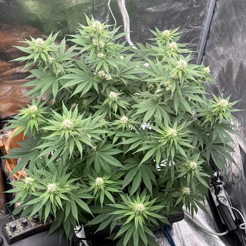 Special Kush #1 RQS growlog photo: 56