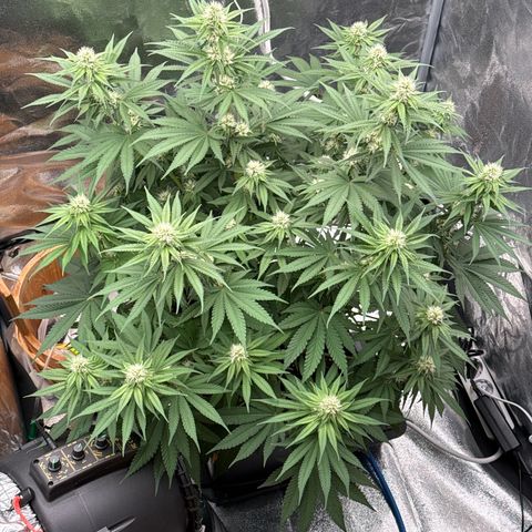Special Kush #1 RQS growlog photo: 57
