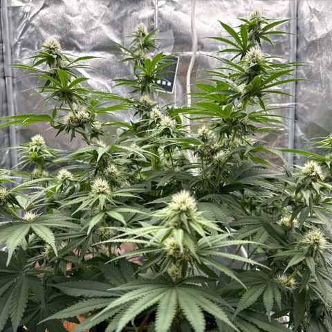 Special Kush #1 RQS growlog photo: 57