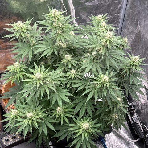Special Kush #1 RQS growlog photo: 58