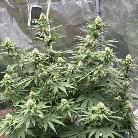 Special Kush #1 RQS growlog timeline photo