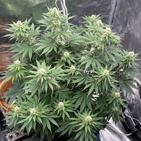 Special Kush #1 RQS growlog photo: 59