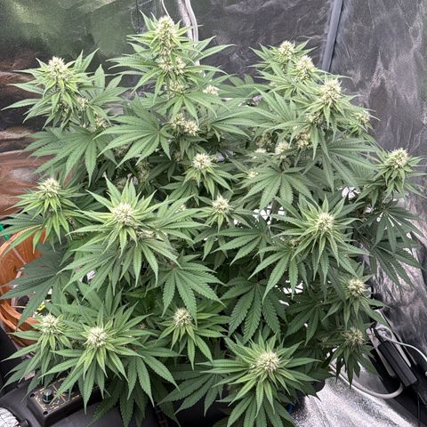 Special Kush #1 RQS growlog photo: 60