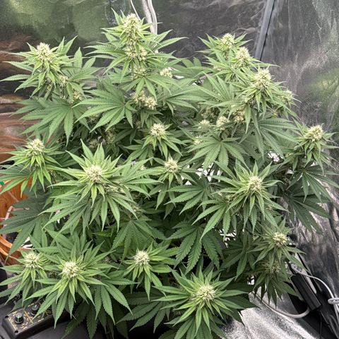 Special Kush #1 RQS growlog photo: 61