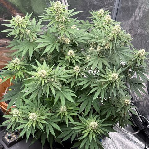 Special Kush #1 RQS growlog photo: 62
