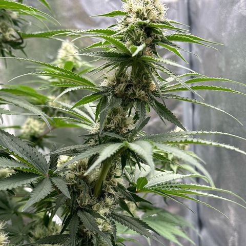 Special Kush #1 RQS growlog photo: 62