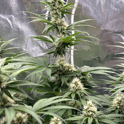 Special Kush #1 RQS growlog photo: 62