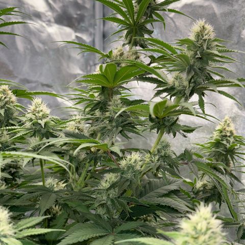 Special Kush #1 RQS growlog photo: 62