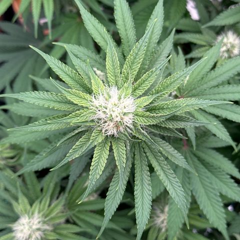 Special Kush #1 RQS growlog photo: 62