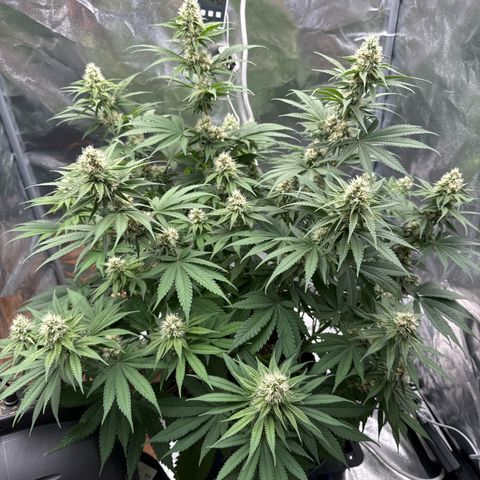 Special Kush #1 RQS growlog photo: 63