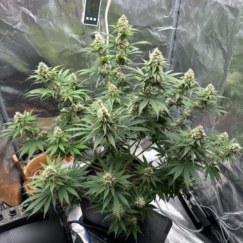 Special Kush #1 RQS growlog photo: 65