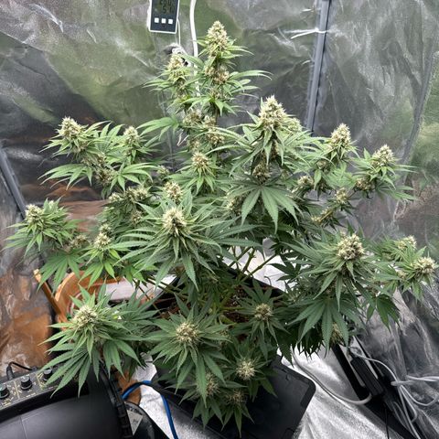 Special Kush #1 RQS growlog photo: 66
