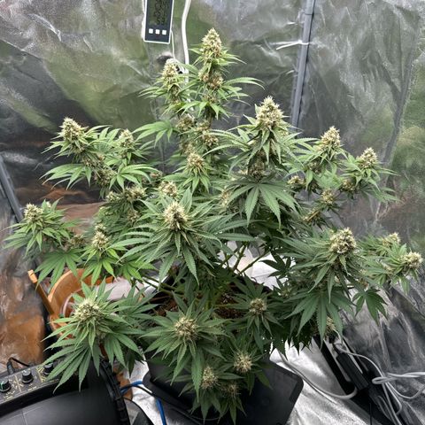 Special Kush #1 RQS growlog photo: 68