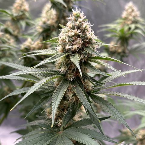 Special Kush #1 RQS growlog photo: 68