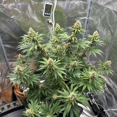 Special Kush #1 RQS growlog photo: 69