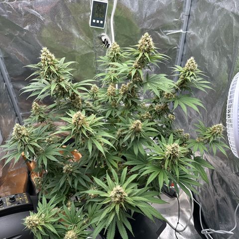 Special Kush #1 RQS growlog photo: 70