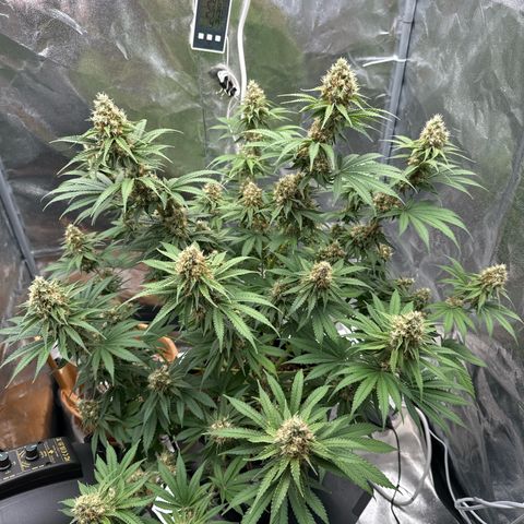 Special Kush #1 RQS growlog photo: 71