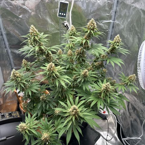 Special Kush #1 RQS growlog photo: 72