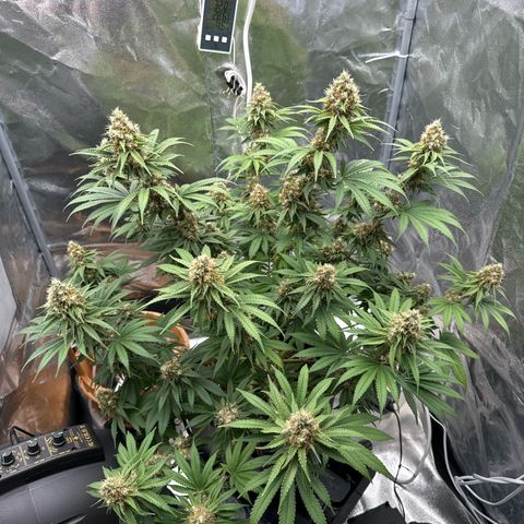 Special Kush #1 RQS growlog photo: 73