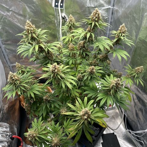 Special Kush #1 RQS growlog photo: 77